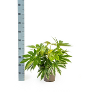 Fatsia Japonica Spider&