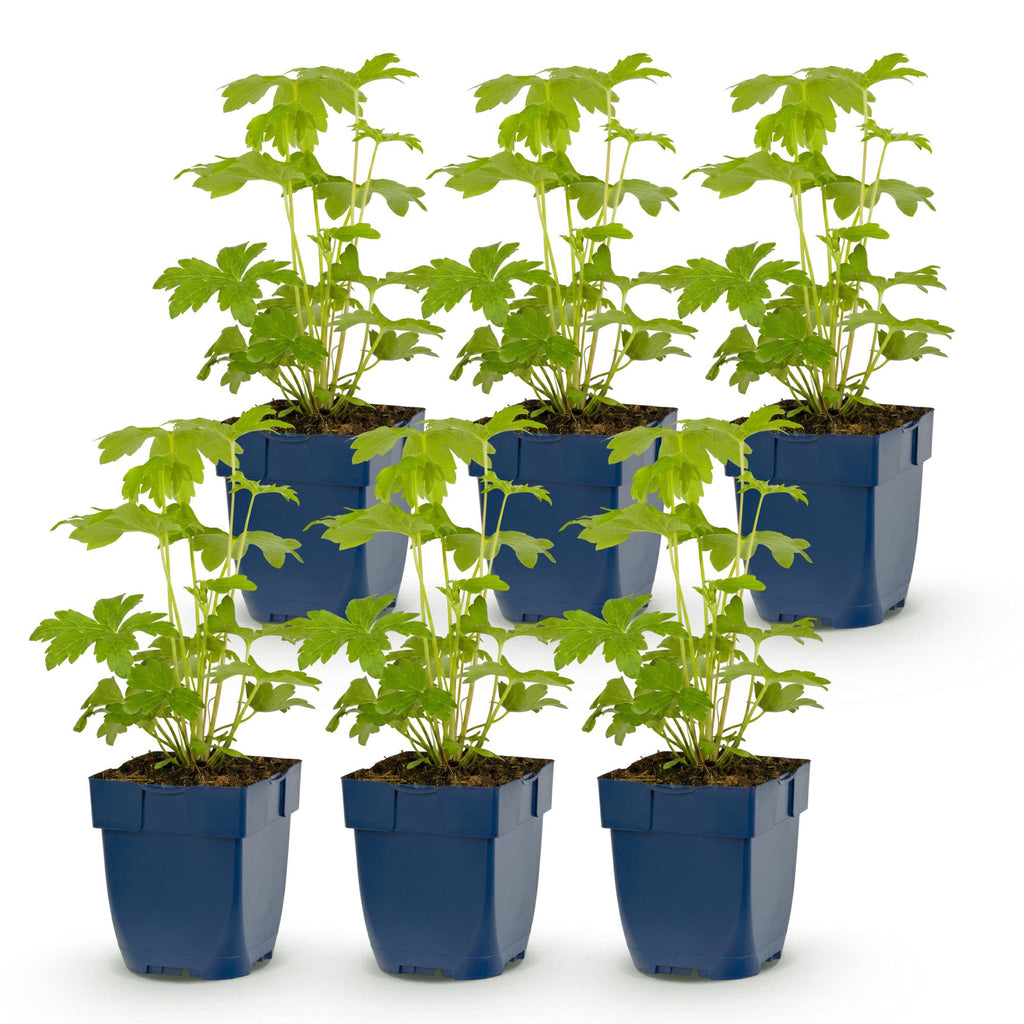 Ridderspoor Tricolour met paarse, roze en witte bloemen, plant voor tuin en border