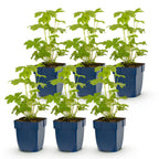 Ridderspoor Tricolour met paarse, roze en witte bloemen, plant voor tuin en border