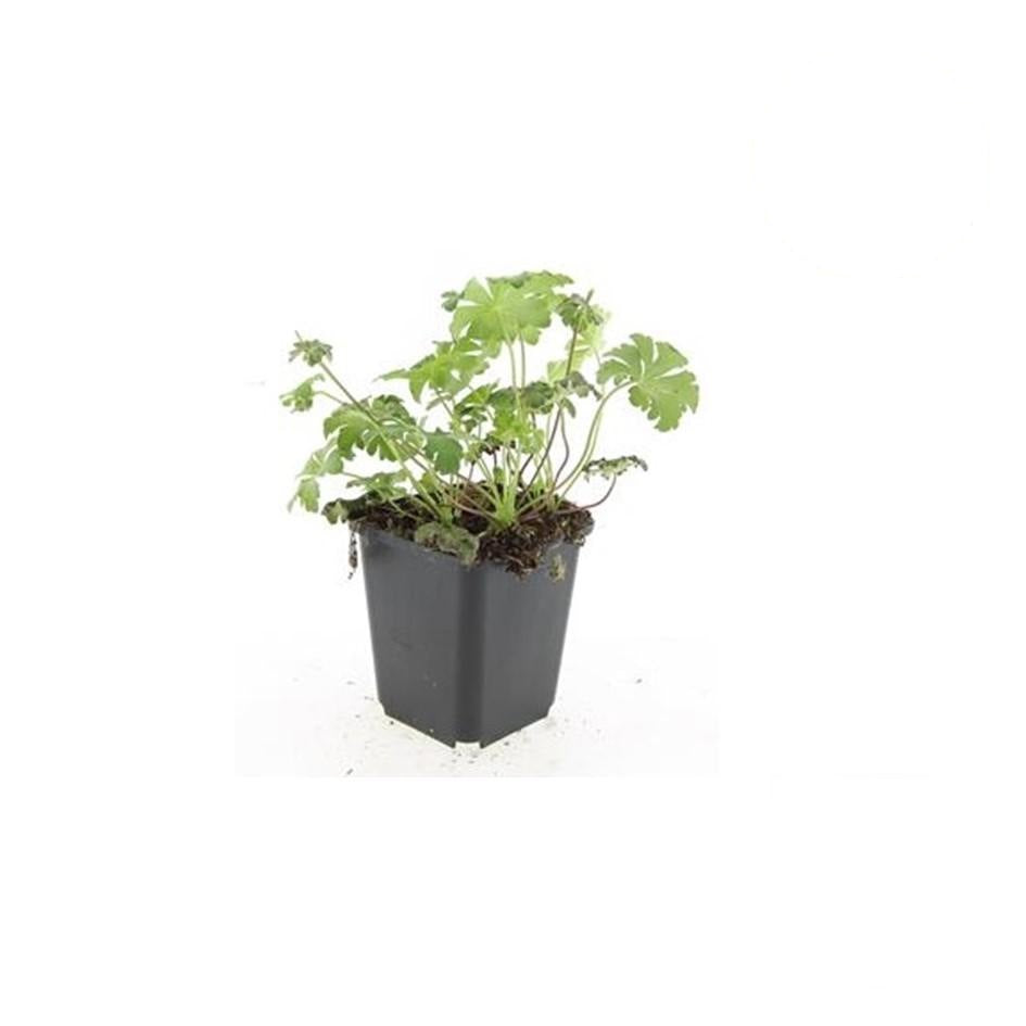 Geranium cant. 'Cambridge', kenmerkend blad