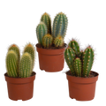 Cereus cactusmix, 3 stuks in Ø10,5 cm pot