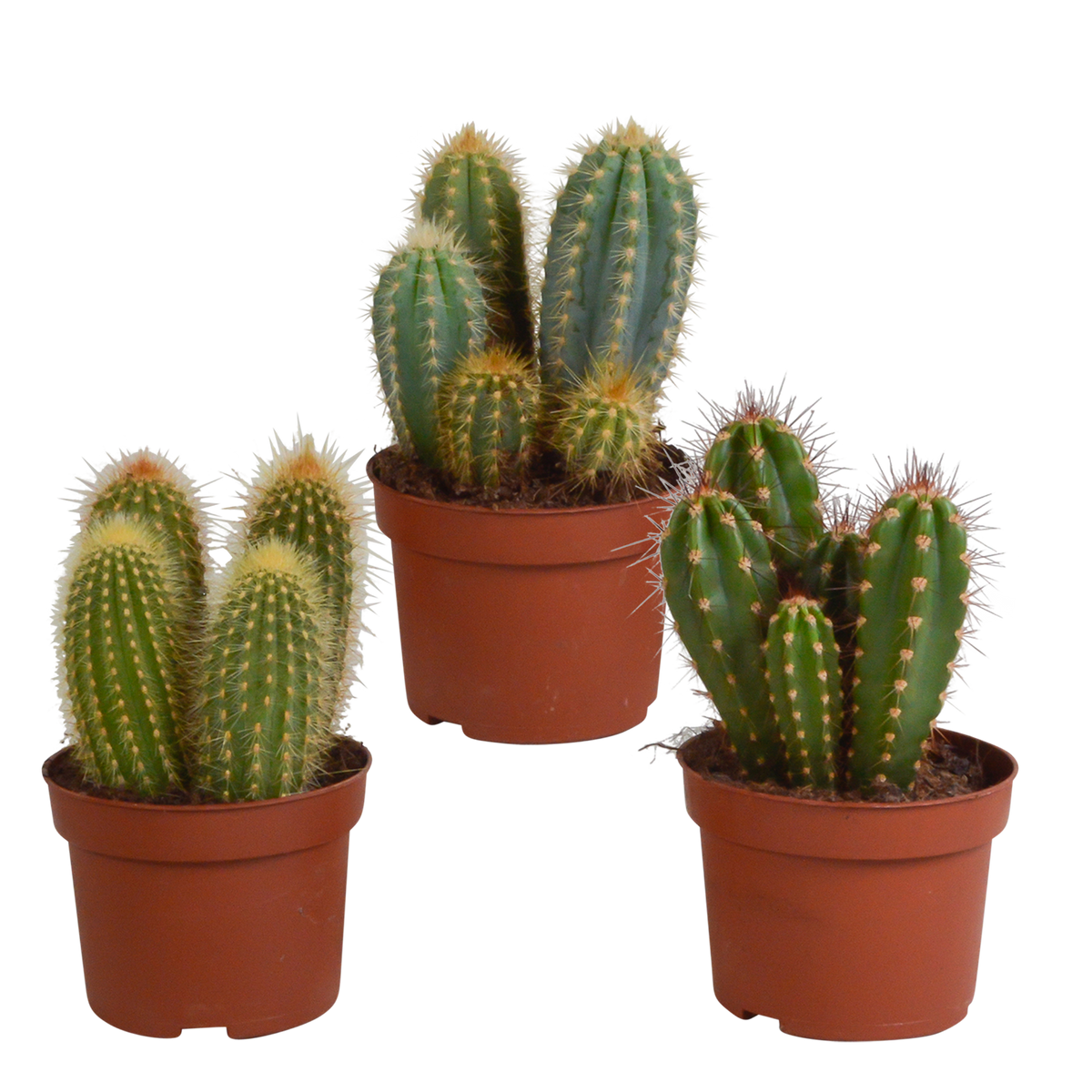 Productafbeelding van Pureplant