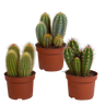 Cereus mix