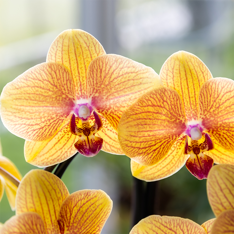 Orchidee 'Niagara Falls' Sunny Bunny met sierpot, detail van het blad