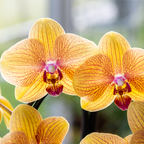 Orchidee 'Niagara Falls' Sunny Bunny met sierpot, detail van het blad