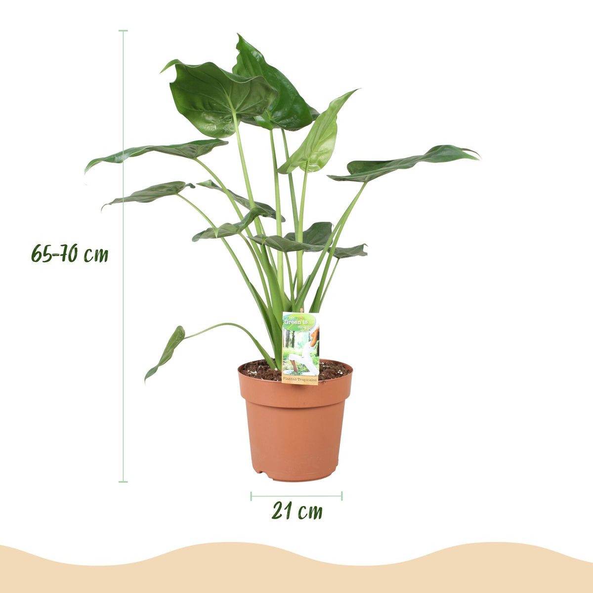 Alocasia Cucullata, kenmerkend blad