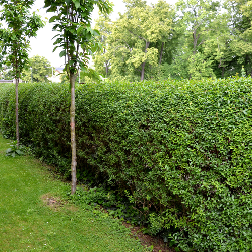 50x Gewone liguster, plant in pot