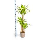 Dracaena Fragrans Massangeana met mand, groeiwijze van de plant
