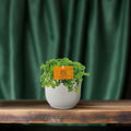 Productfoto van Pilea Depressa