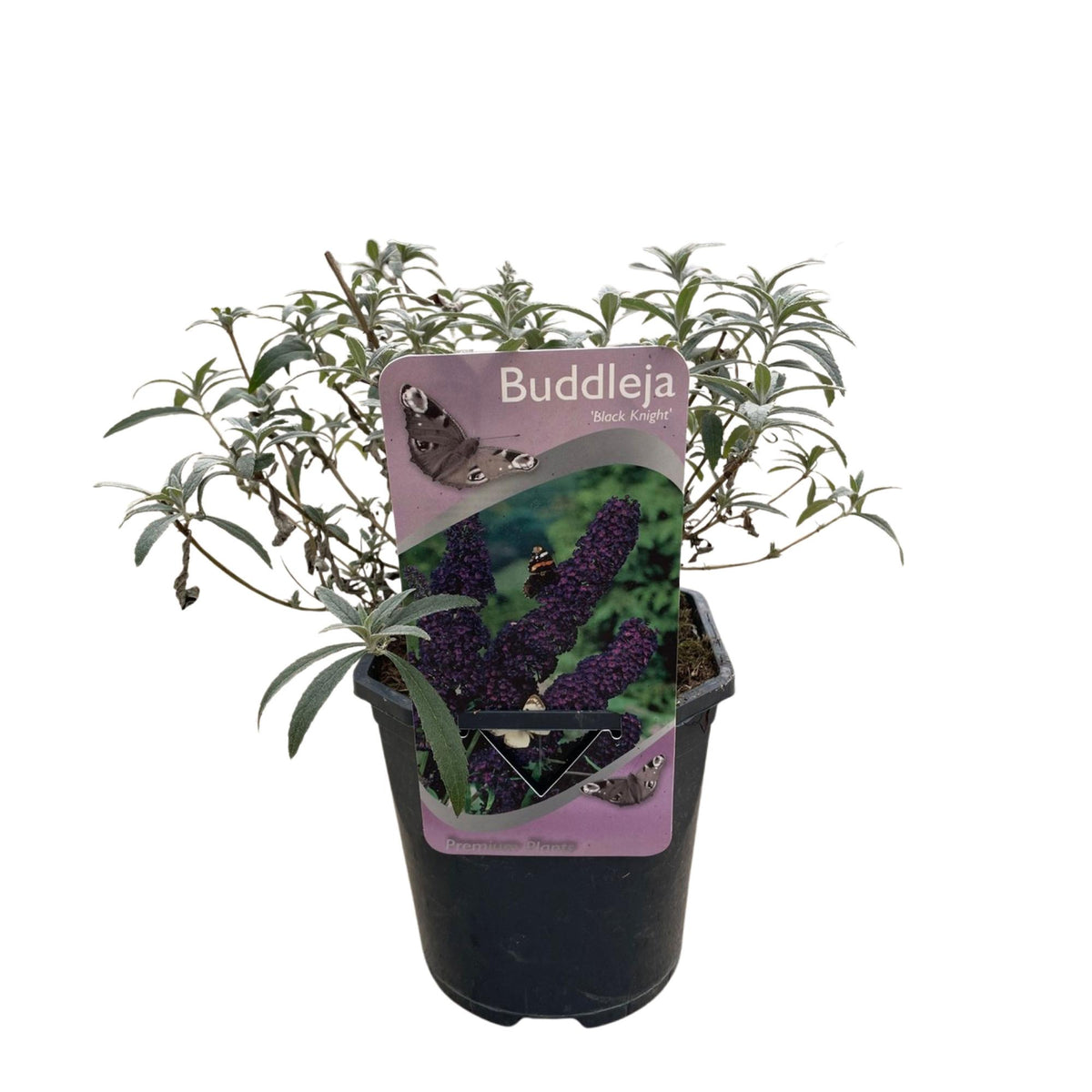 Buddleja davidii Black Night, detail van het blad
