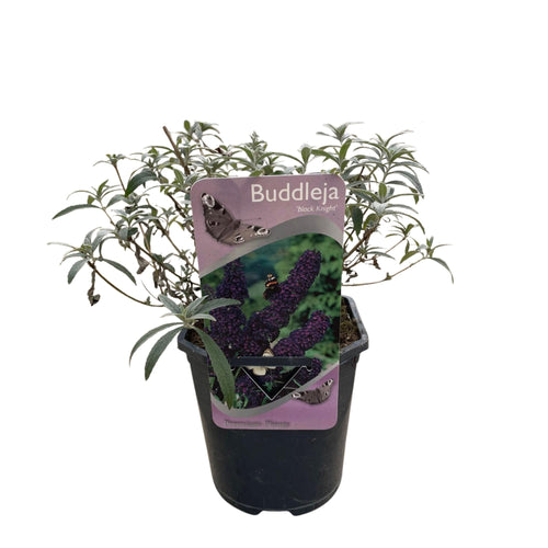 Buddleja davidii Black Night, detail van het blad