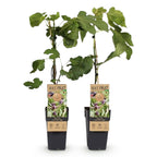 Productafbeelding van Pureplant
