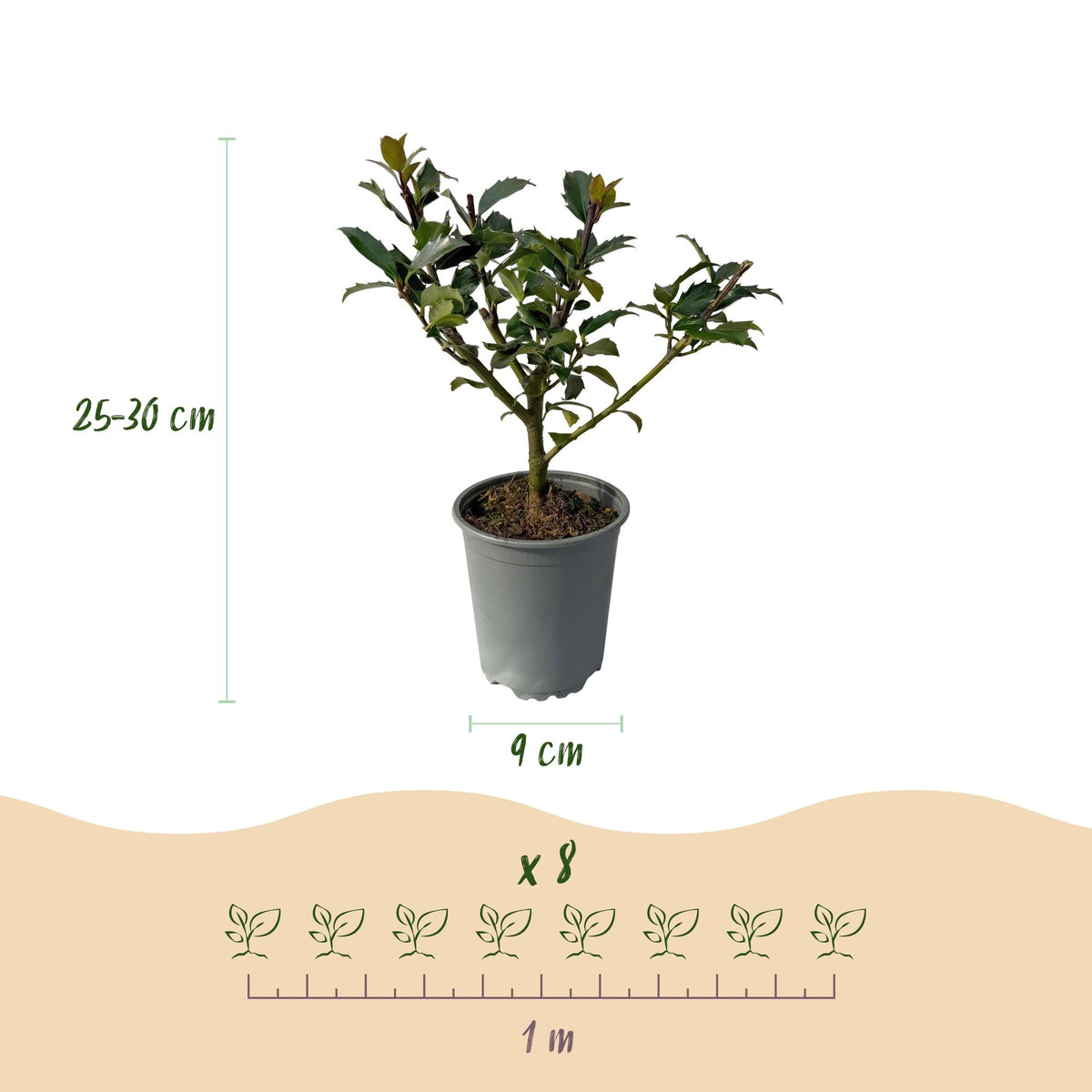 Ilex Blue maid, groene bladeren