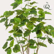 Kunstplant - Ficus umbellate - Afrikaanse vijg