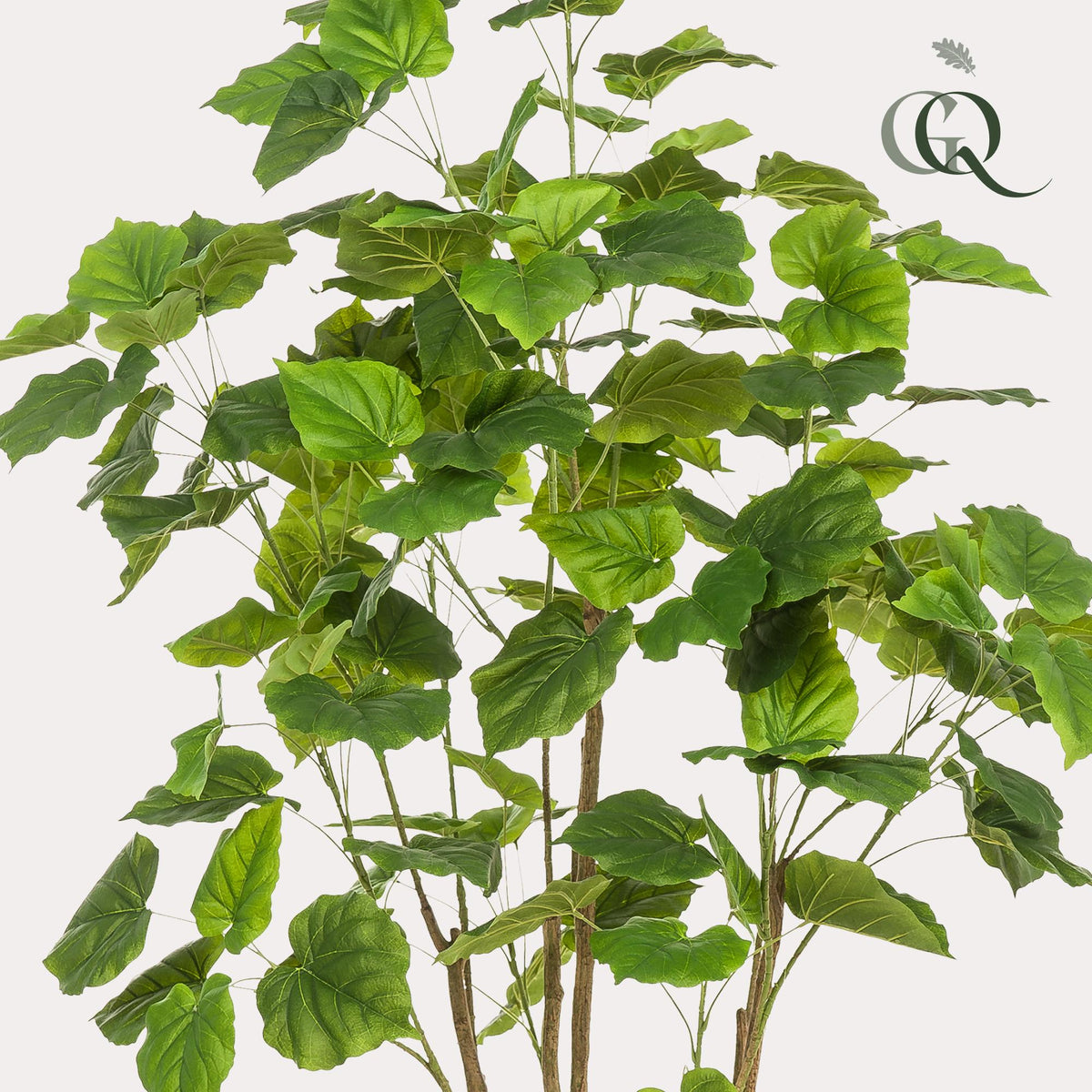 Kunstplant - Ficus umbellate - Afrikaanse vijg, detail van het blad