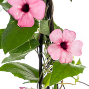 4x Thunbergia alata Sunny Susy Rose Sensation