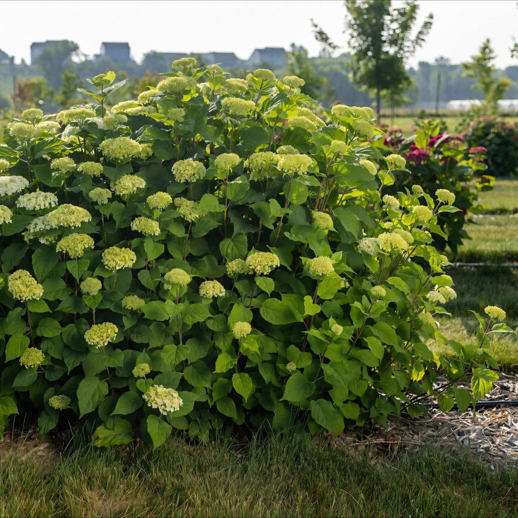 Hortensia FlowerWOW, groene bladeren
