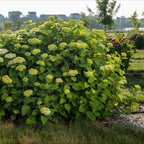 Hortensia FlowerWOW, groene bladeren