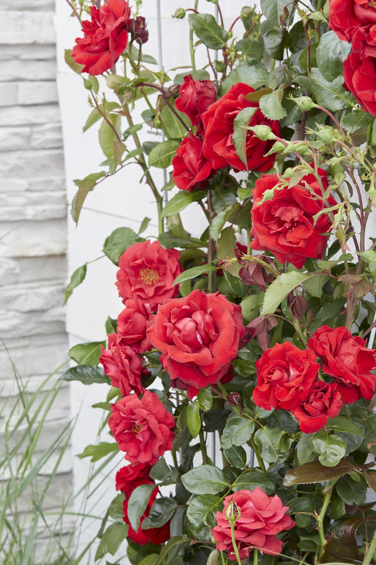 Detailfoto van Rosa Crazy in love 'Red' - Rode Roos
