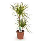 Dracaena Sunray, kenmerkend blad