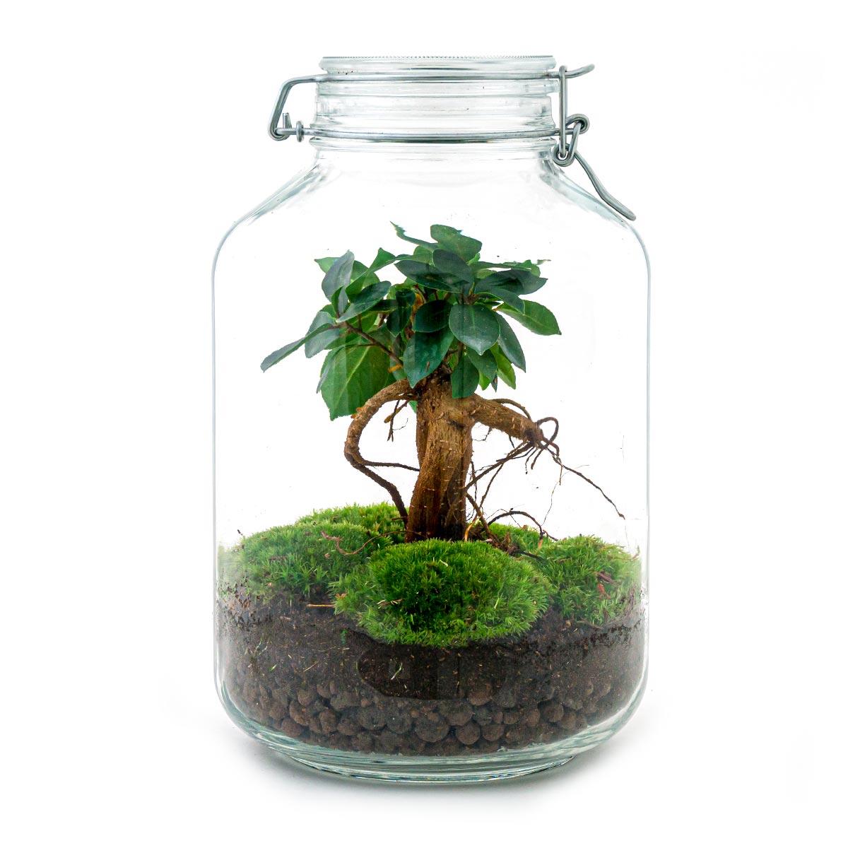 Detailfoto van DIY bonsai terrarium Jar Ficus ginseng, zonder gereedschap