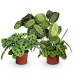 Gebedsplanten Maranta Silverband, Lemon Lime, Kerchoveana, kenmerkend blad