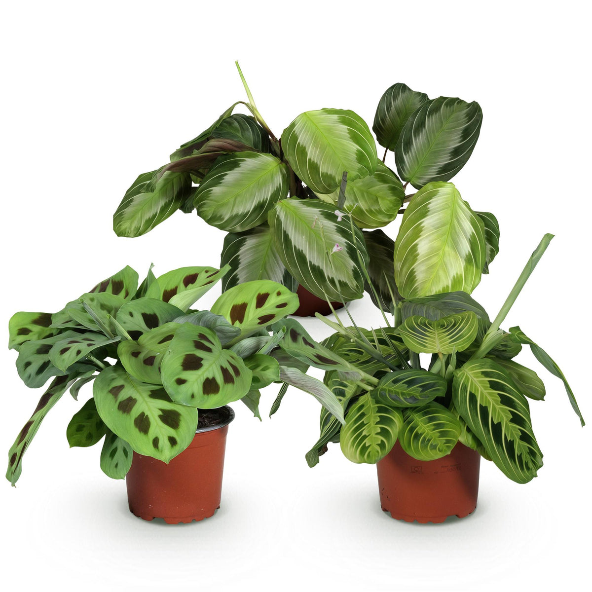 Gebedsplanten Maranta Silverband, Lemon Lime, Kerchoveana, kenmerkend blad
