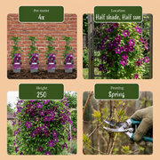 Clematis &