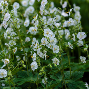 Geranium macr. &