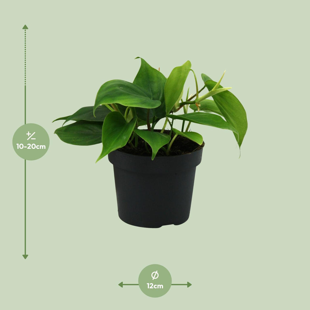Detailfoto van Philodendron Scandens