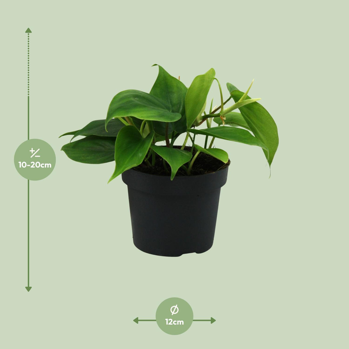 Detailfoto van Philodendron Scandens