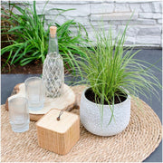 Carex brunnea Variegata