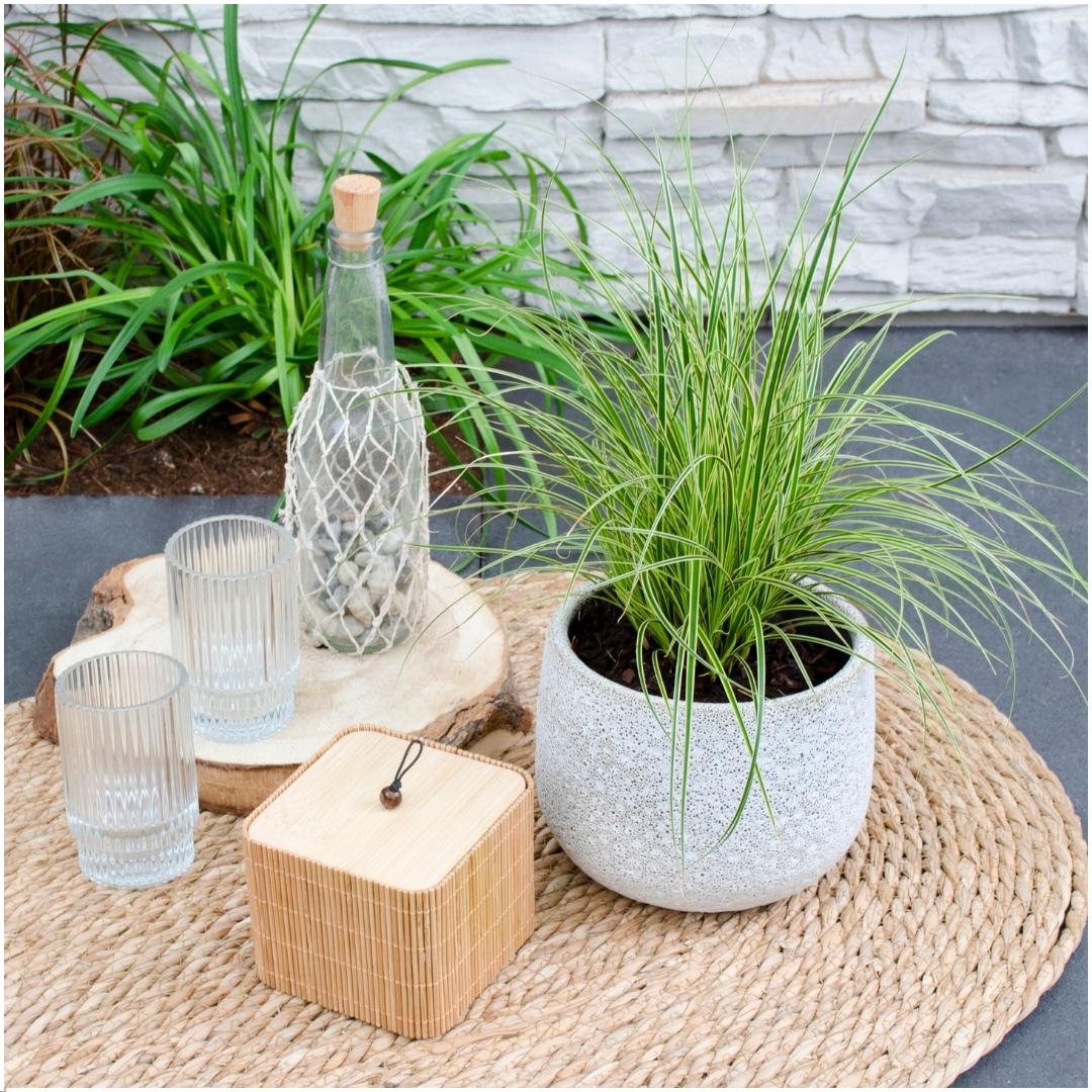 Carex brunnea Variegata, groene bladeren