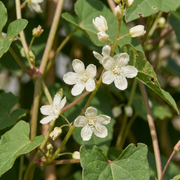 Fallopia aubertii - bruidssluier - set van 2