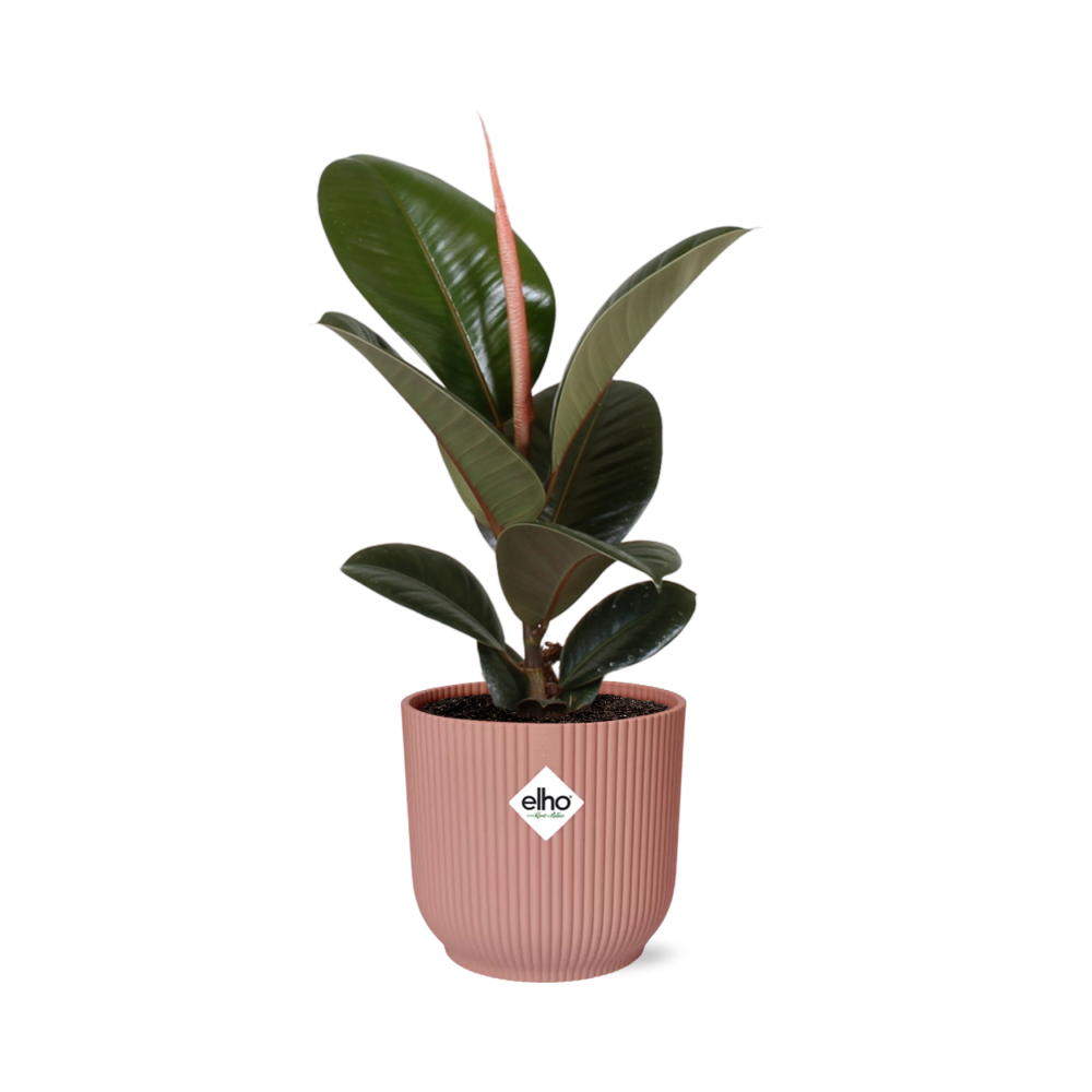 Productfoto van Ficus Elastica ‘Robusta’ in ELHO Vibes Fold 14cm roze