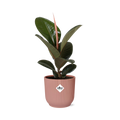Productfoto van Ficus Elastica ‘Robusta’ in ELHO Vibes Fold 14cm roze