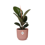 Productfoto van Ficus Elastica ‘Robusta’ in ELHO Vibes Fold 14cm roze