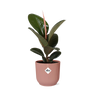 Ficus Elastica ‘Robusta’ in ELHO Vibes Fold 14cm roze