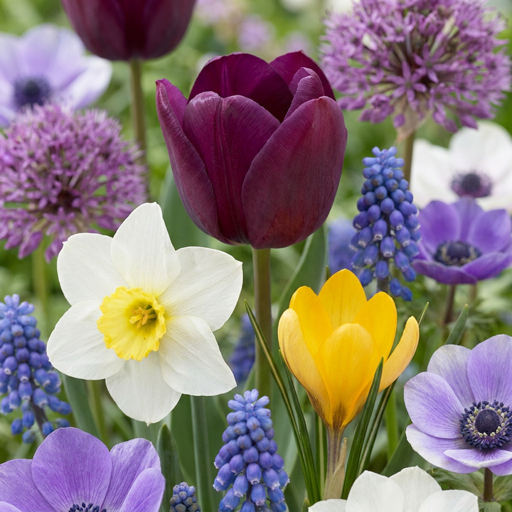 Bloembollen tuinmix, Bulb Garden Mix