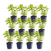 12x Nepeta sib. Wild Orchid - Kattenkruid