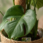 Monstera Deliciosa mosstok met Mand, groene bladeren