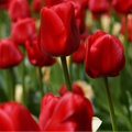 Tulpenbollen Seadov – 20 Stuks Maat 11/12, plant in pot