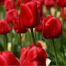 Tulpenbollen Seadov – 20 Stuks Maat 11/12