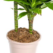 Dracaena Deremensis Green Jewel