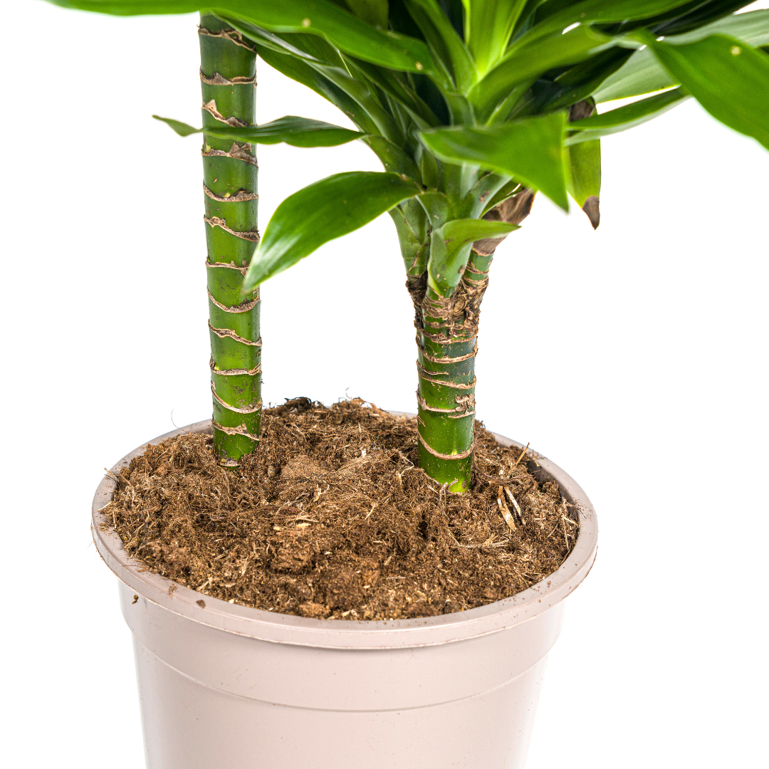 Dracaena Deremensis Green Jewel, groeiwijze van de plant
