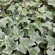 24x Hedera helix &