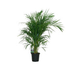 Detailfoto van Dypsis Lutescens 120