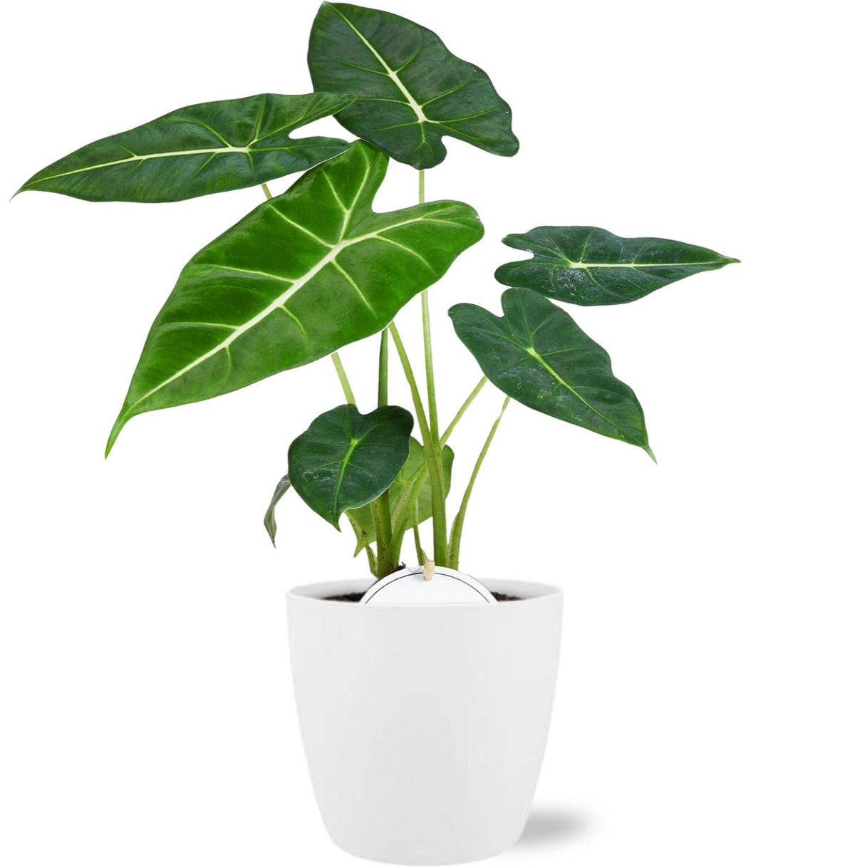 Alocasia Frydek, plant in pot