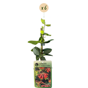 Lonicera x brownii &