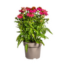 Echinacea Purpurea Purple